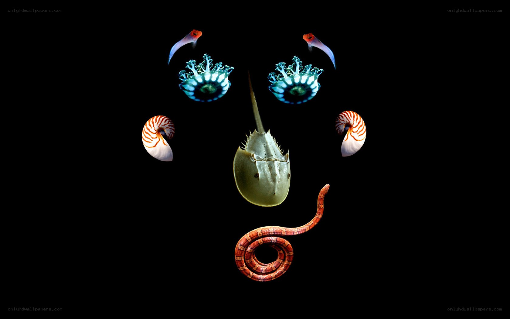 Sea creature face art