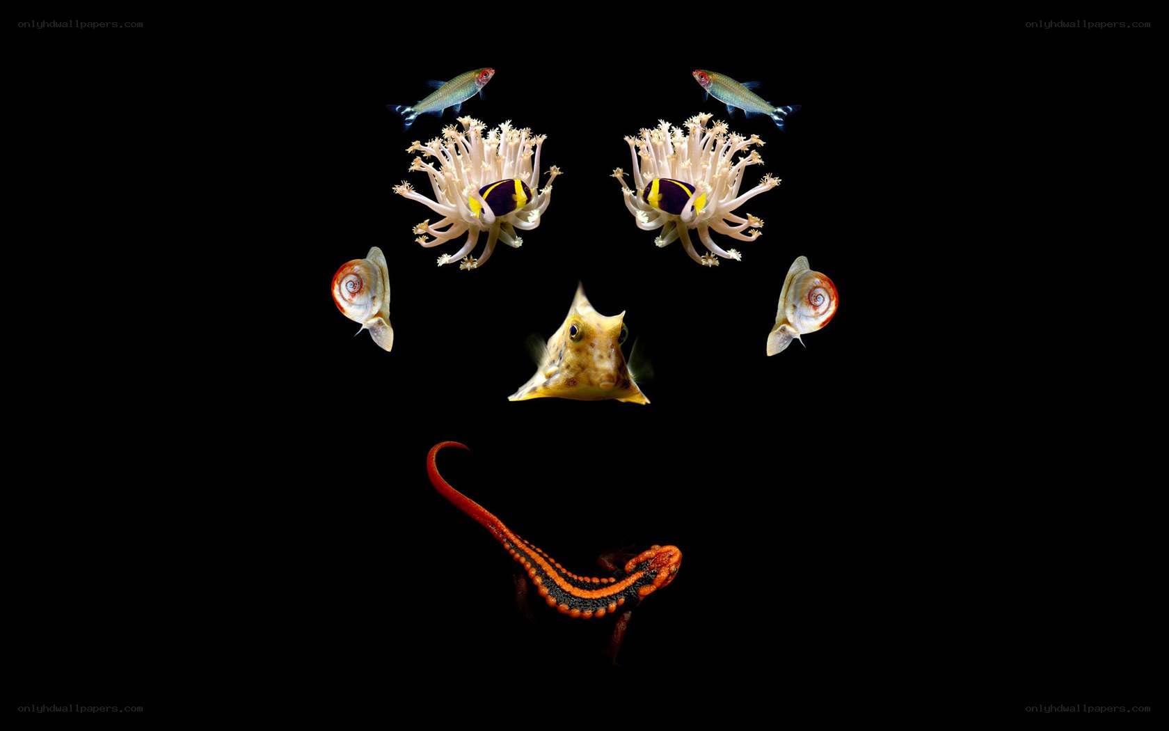 Sea creatures forming a face