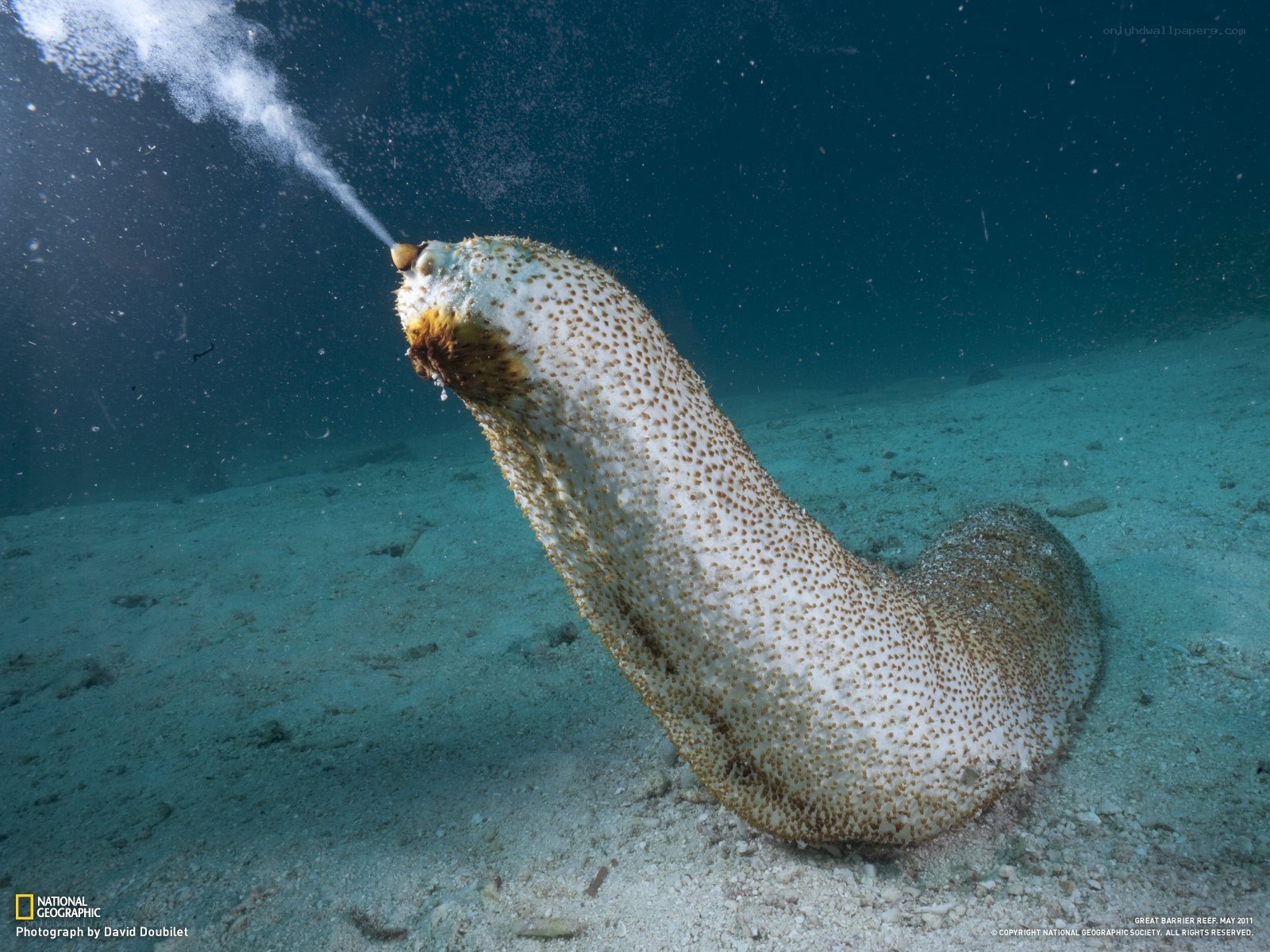 Sea cucumber expelling waste