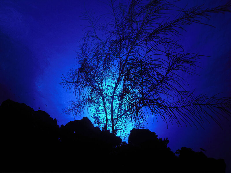 Sea Fan Coral Silhouette