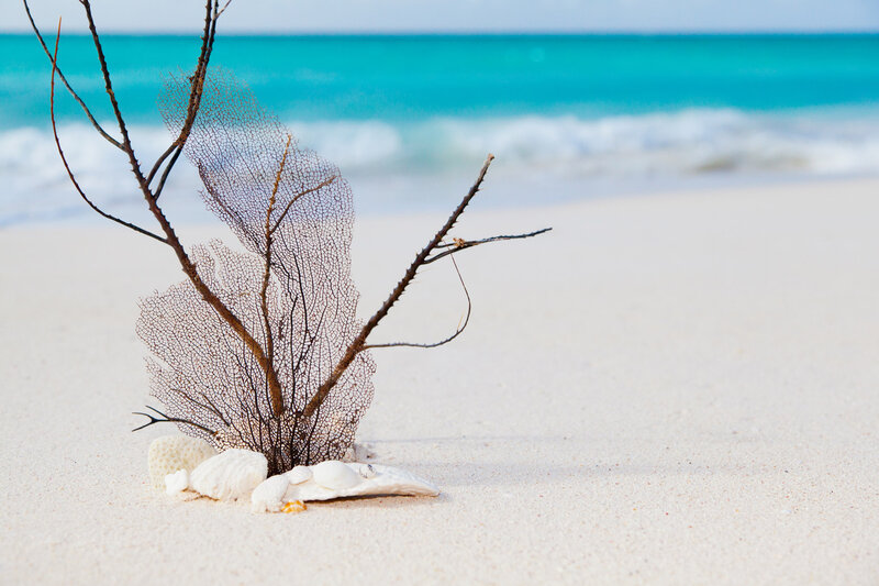 Sea Fan on Beach