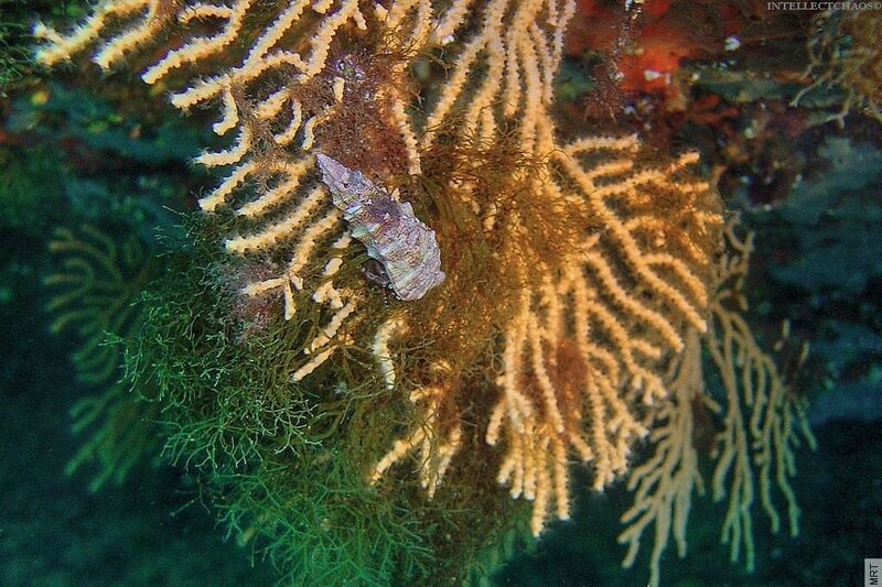 Sea fan with snail on coral