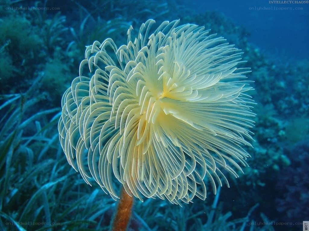 Sea feather worm underwater