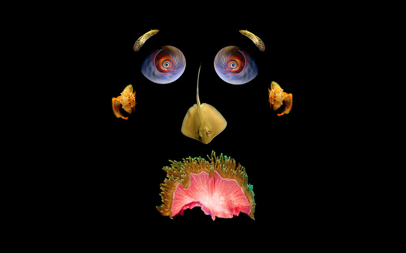Sea life face collage