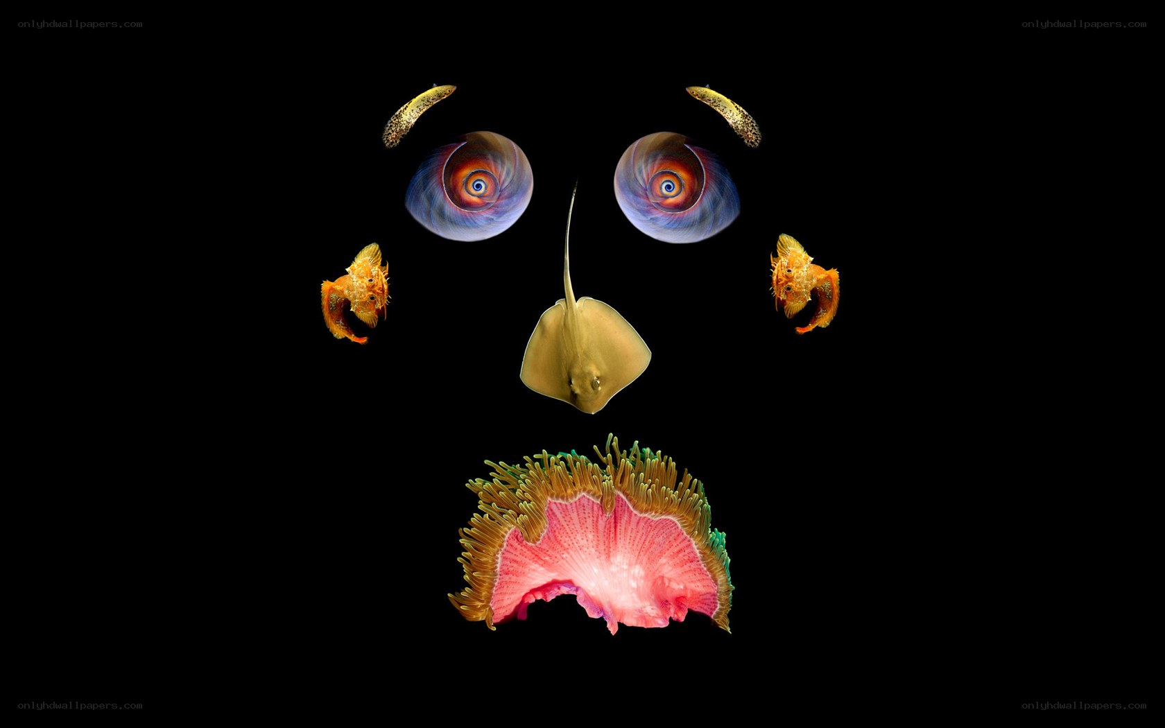 Sea life face collage
