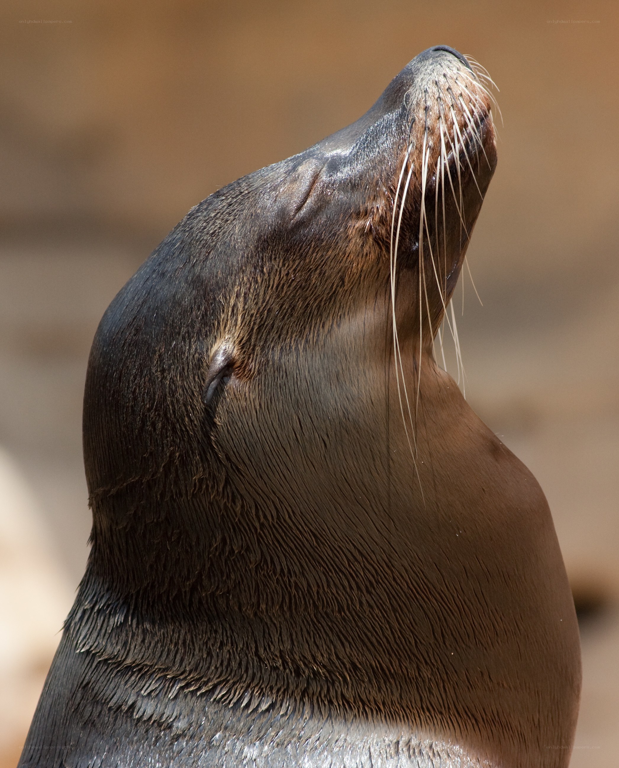 sea lion head close-up