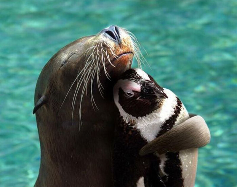 Sea Lion Hugging Penguin — Brown