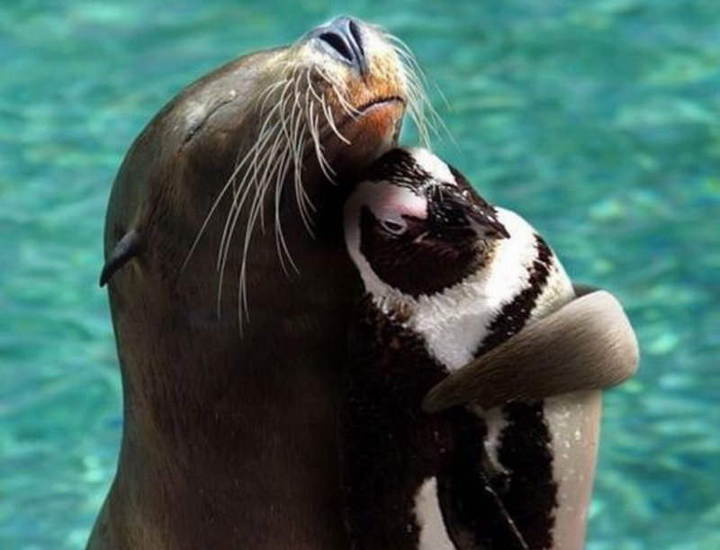 Sea Lion Hugging Penguin