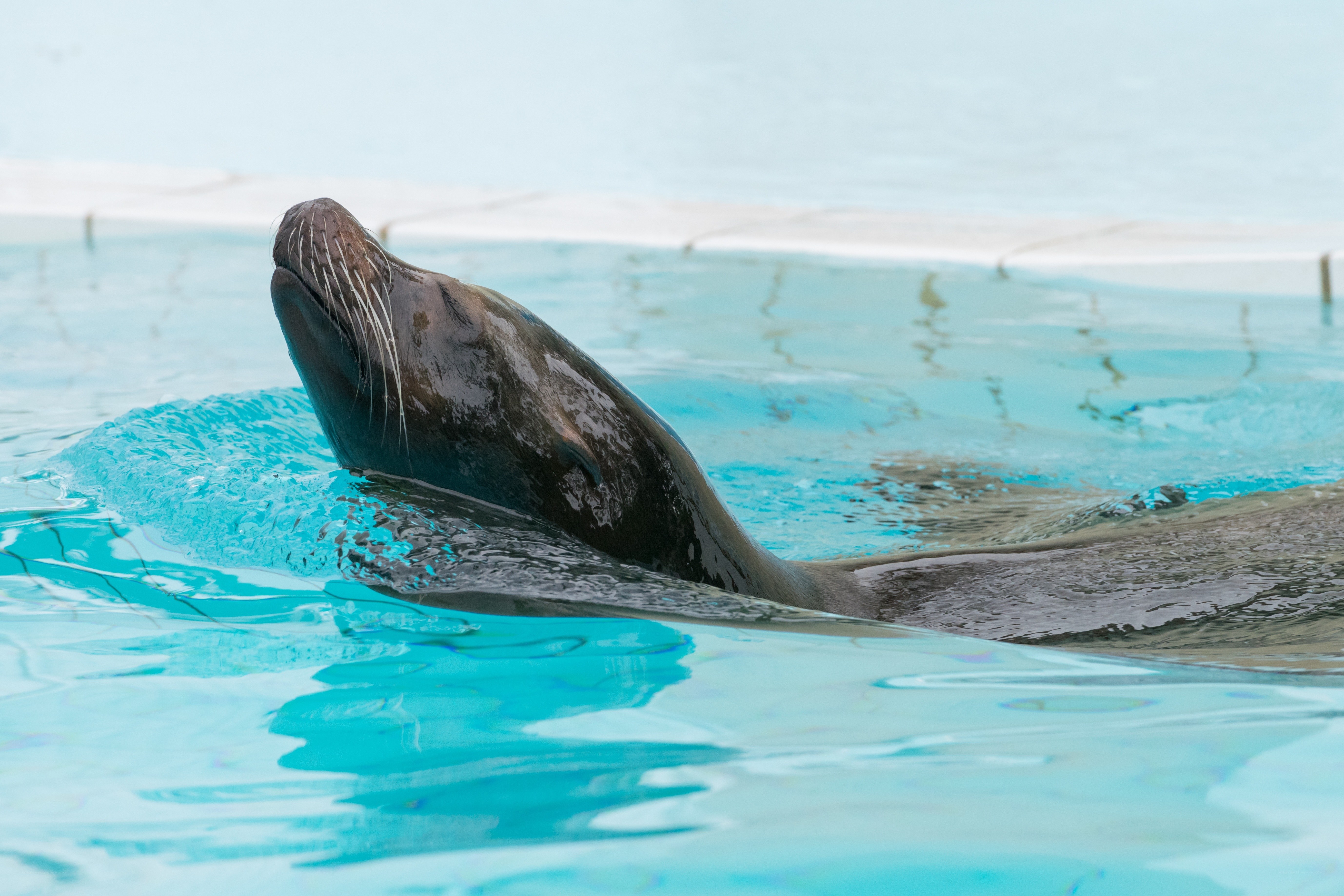 Sea lion in a pool