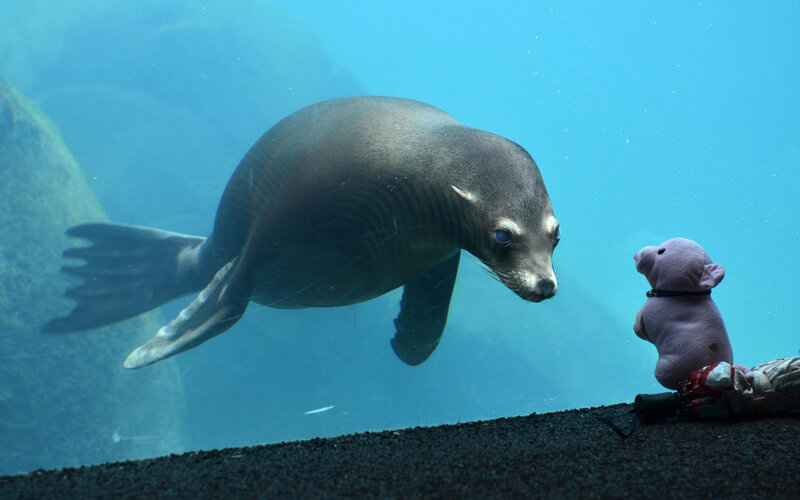 Sea Lion in Aquarium