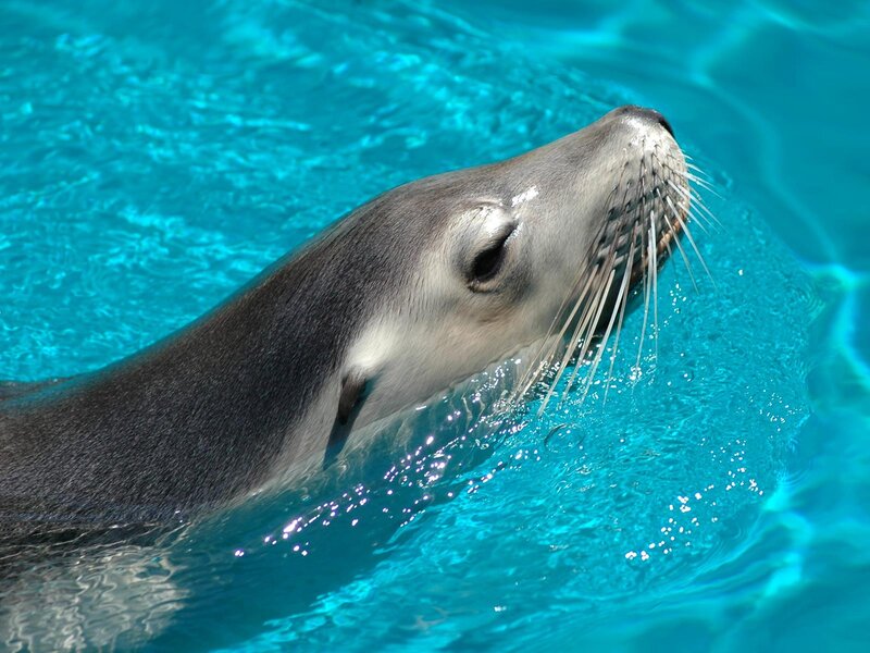 Sea lion in blue water