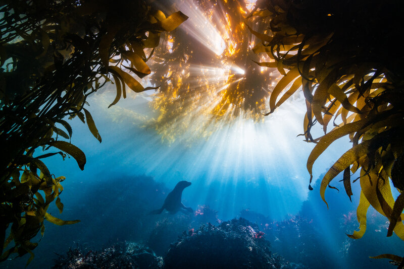 Sea Lion in Kelp Forest