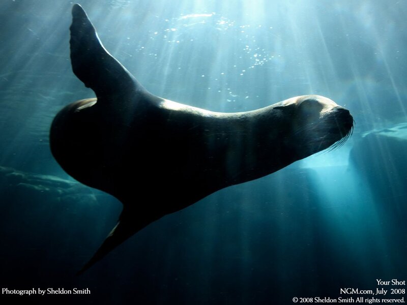 Sea lion in sunbeams