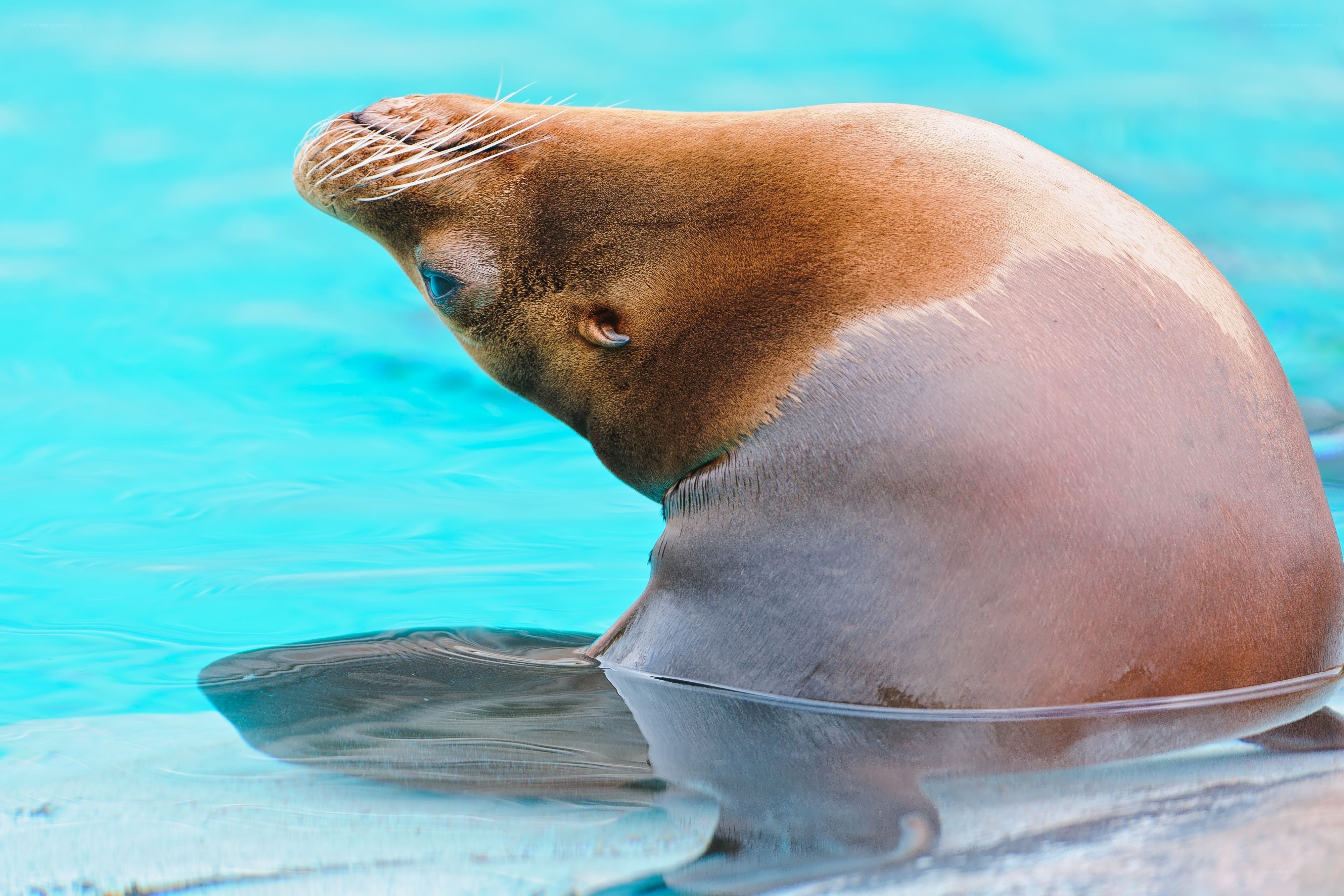 sea lion in turquoise water