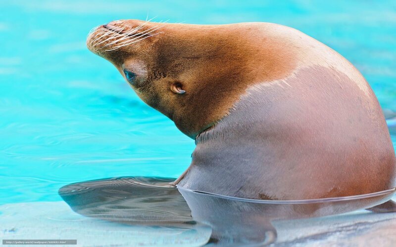 Sea Lion in Water — Blue