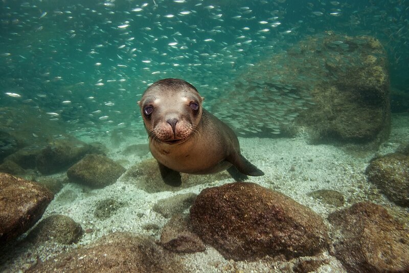 Sea Lion in Water — Brown