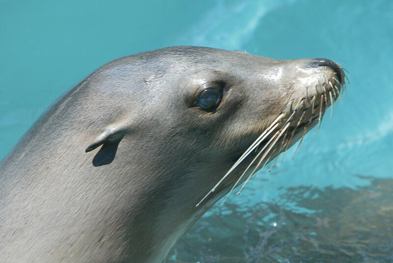 Sea Lion in Water