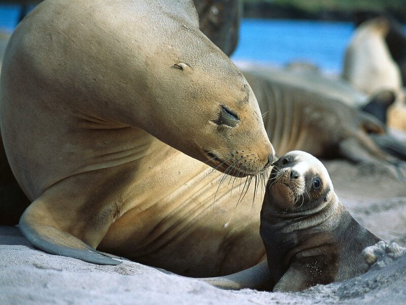 Sea lion mother and pup