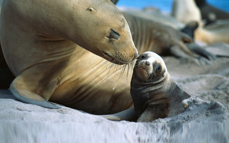 Sea lion mother and pup