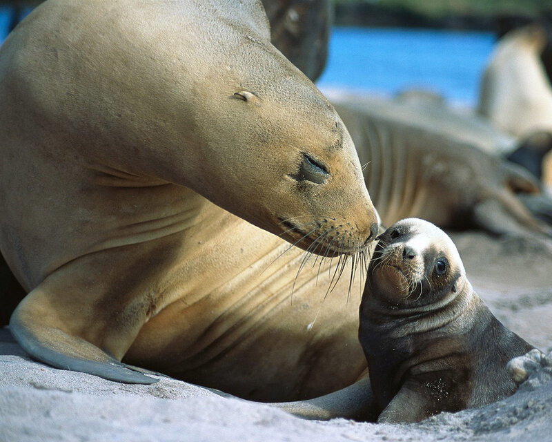 Sea Lion Mother and Pup — Brown, Calm