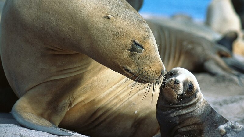 Sea Lion Mother and Pup — Brown