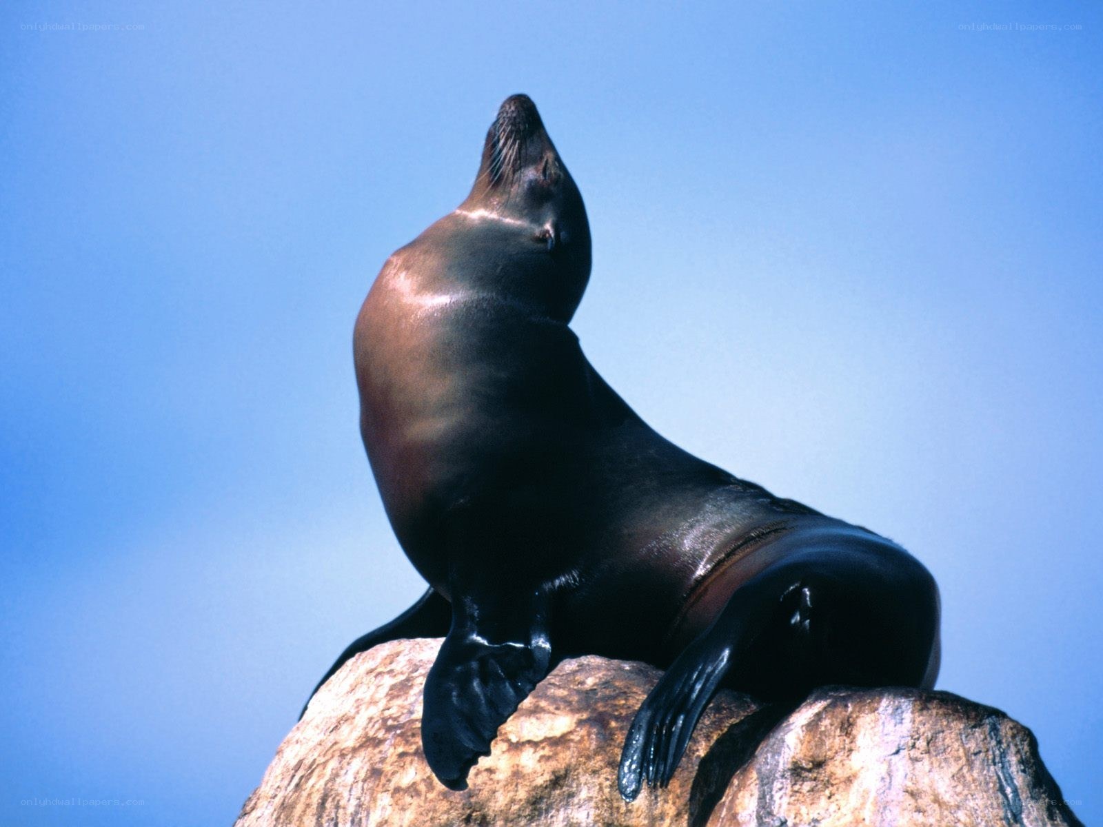 Sea lion on a rock