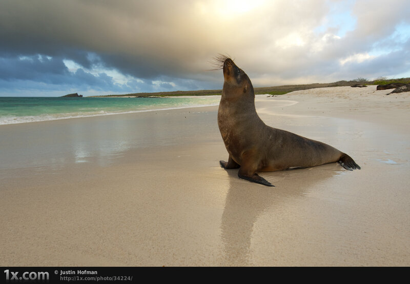 Sea lion on a sandy beach