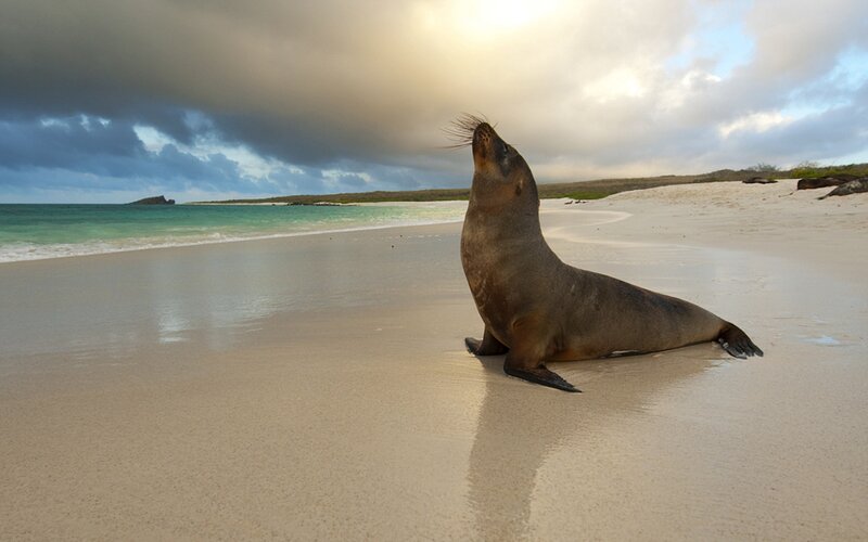 Sea lion on a tropical beach