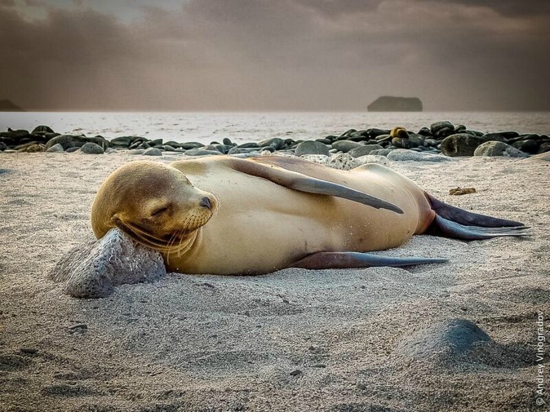 Sea Lion on Beach — Beige