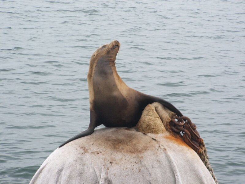 Sea Lion on Buoy