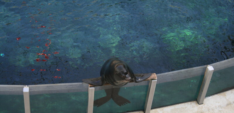 Sea Lion on Pool Edge