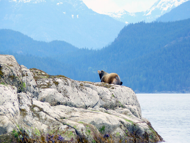 Sea Lion on Rock
