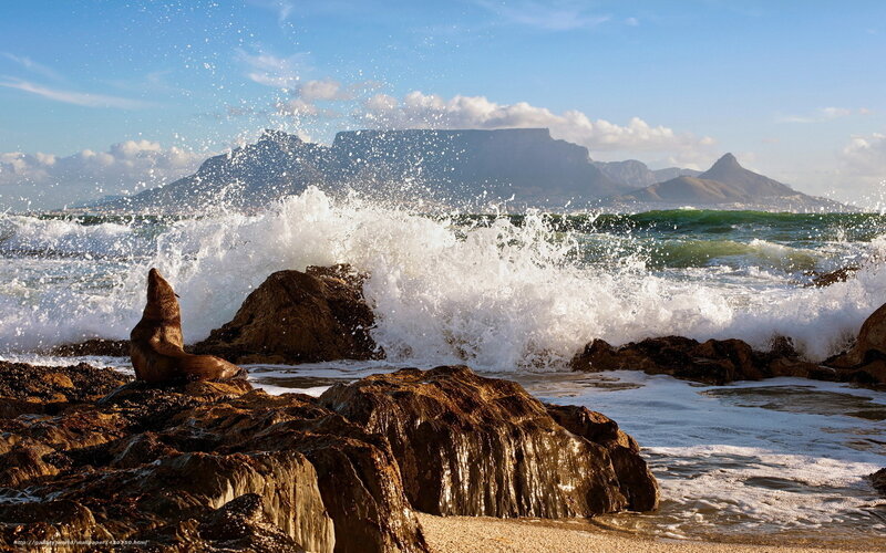 Sea Lion on Rocks — Blue