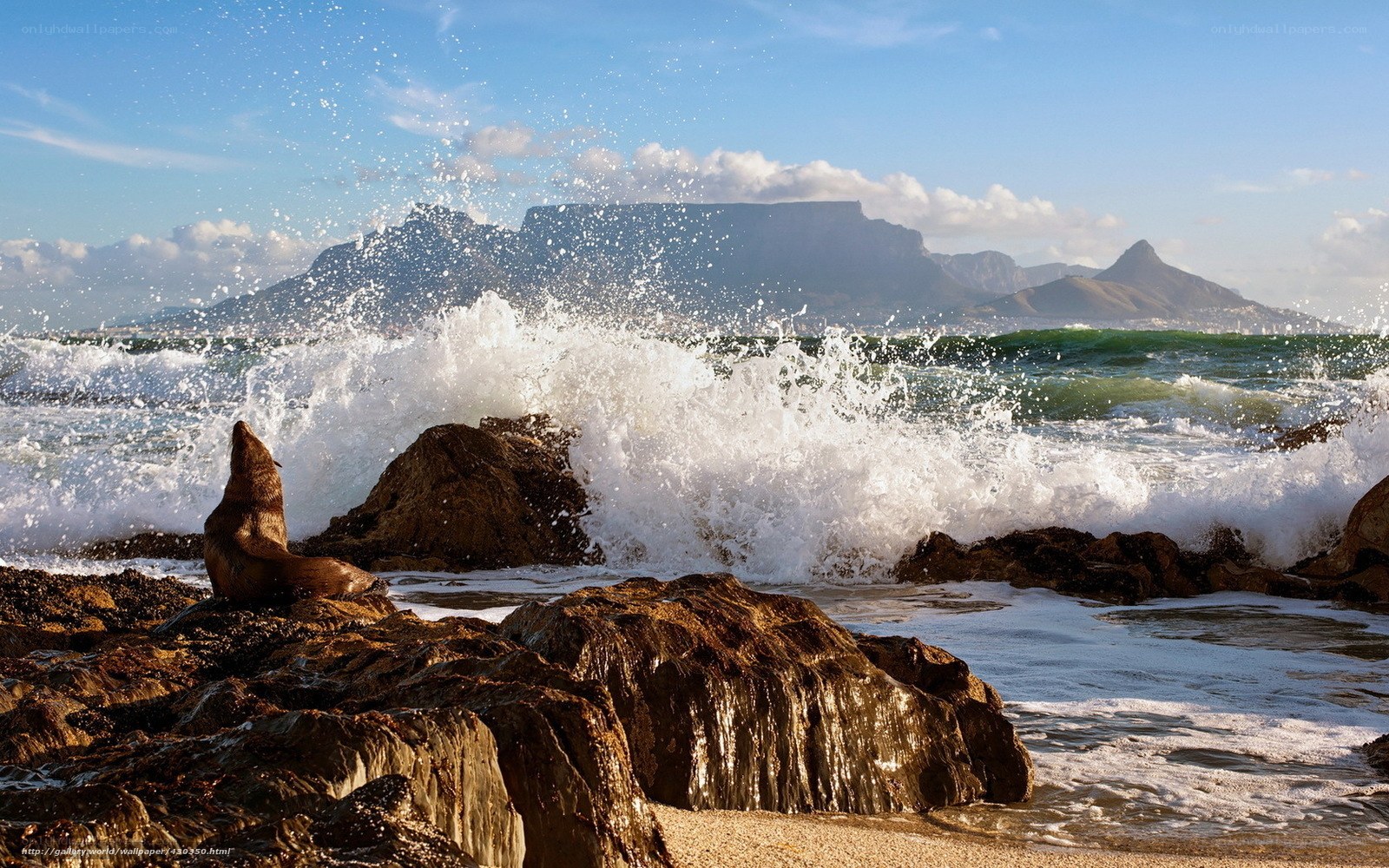 Sea lion on rocky shore