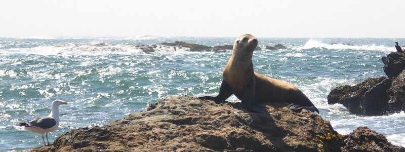 Sea lion on rocky shore