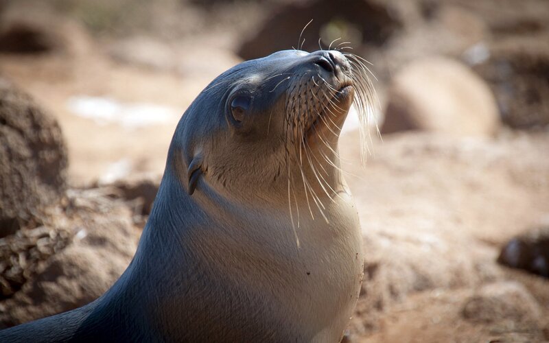 sea lion on rocky shore