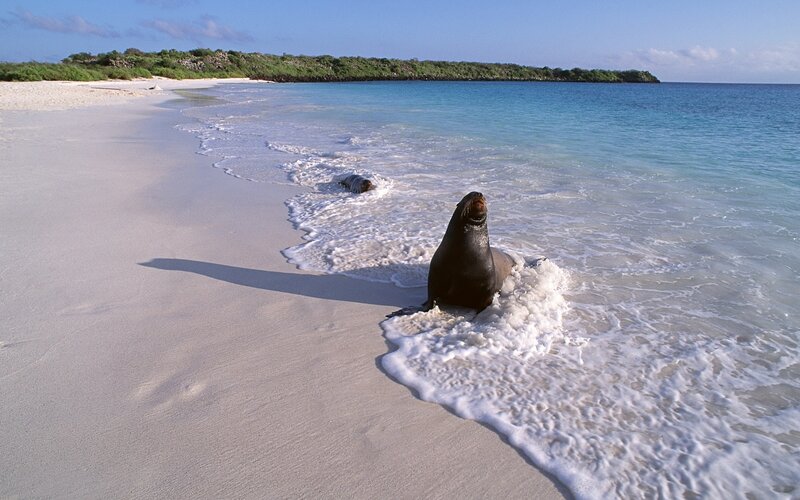 Sea lion on tropical beach
