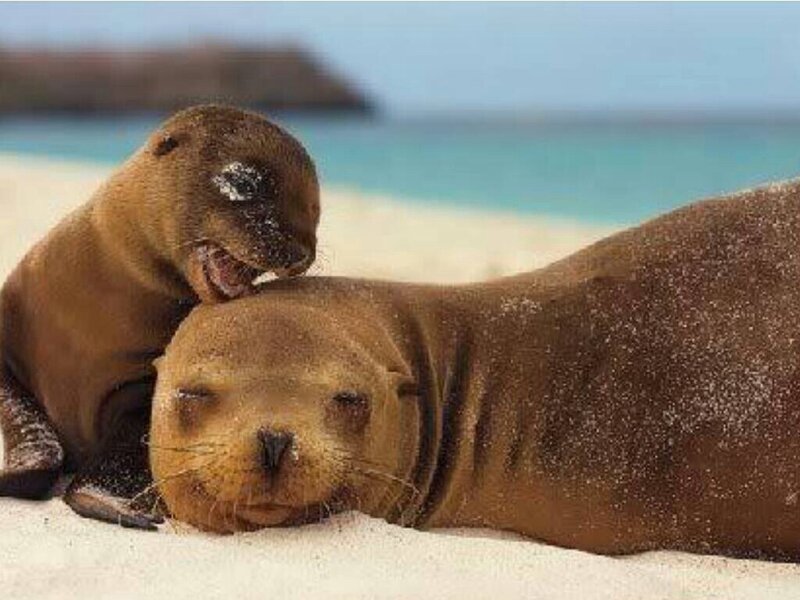Sea Lion Pup and Adult