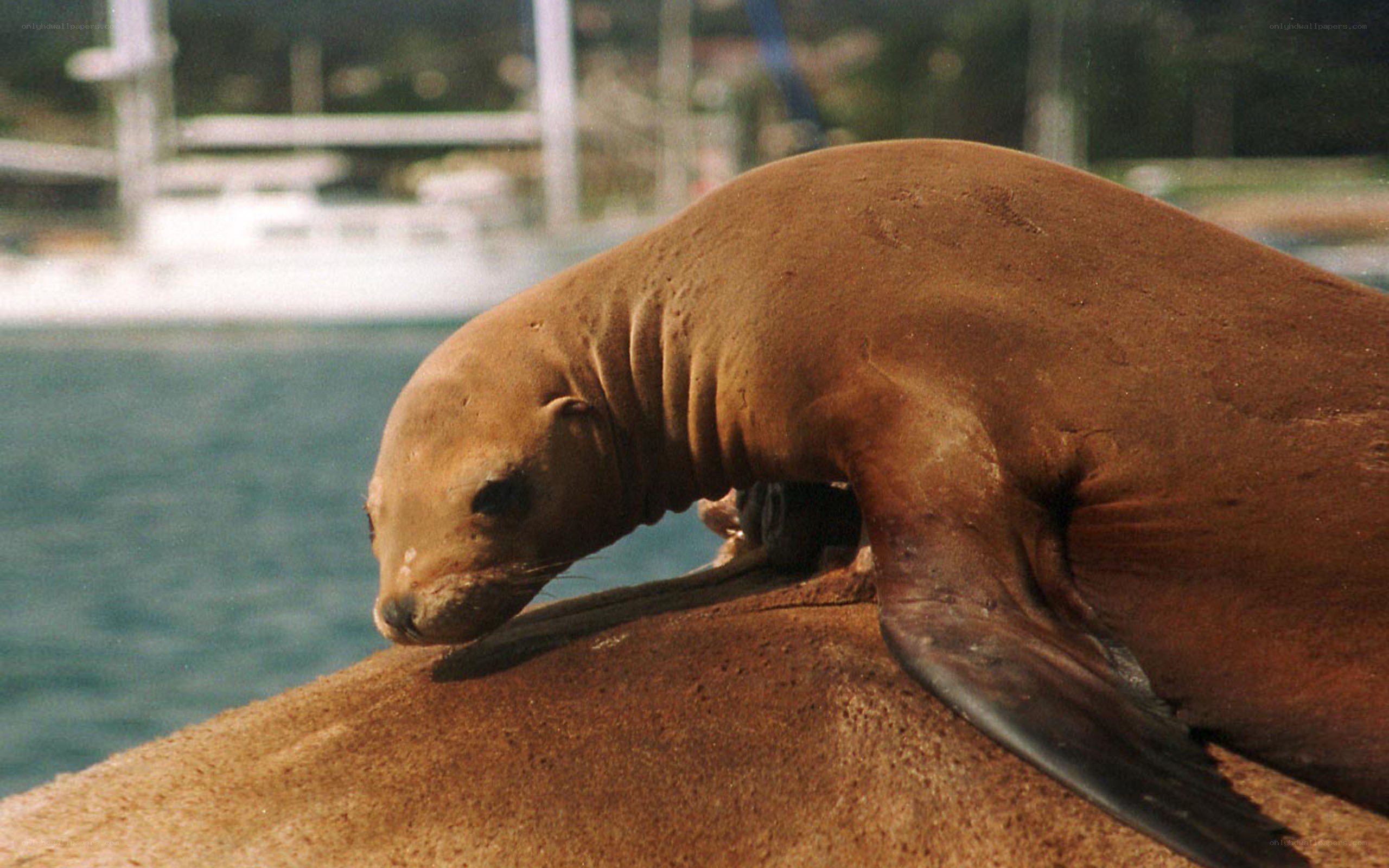 Sea lion resting on a rock