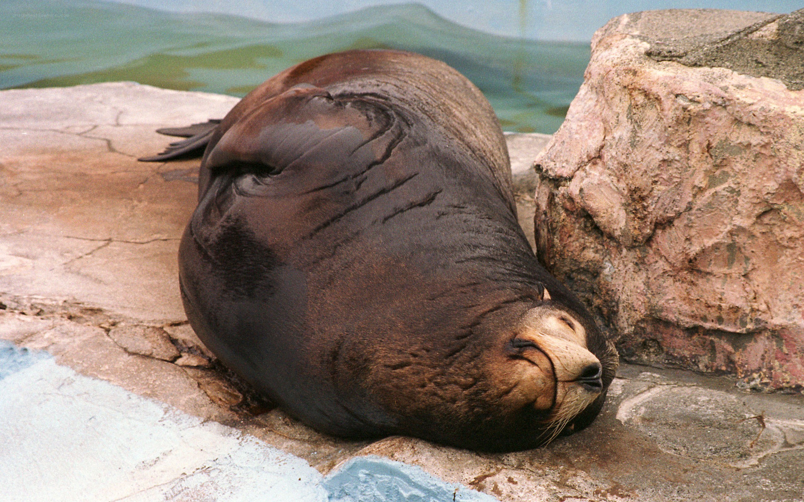 Sea lion resting on rock