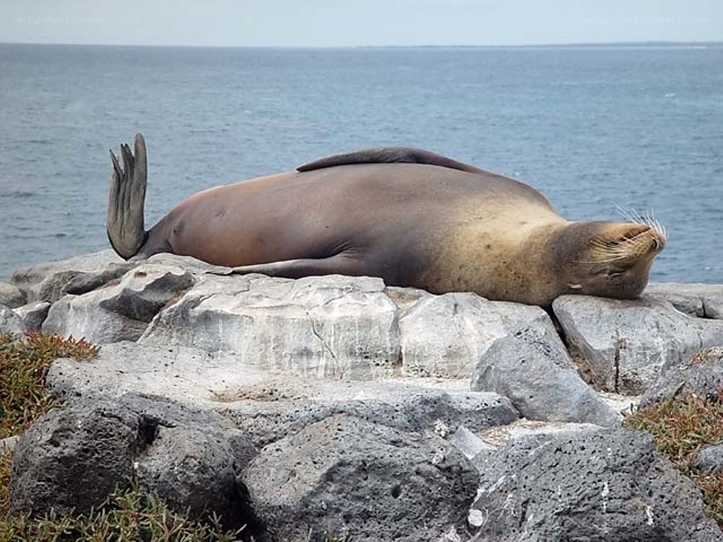 Sea lion resting on rocks