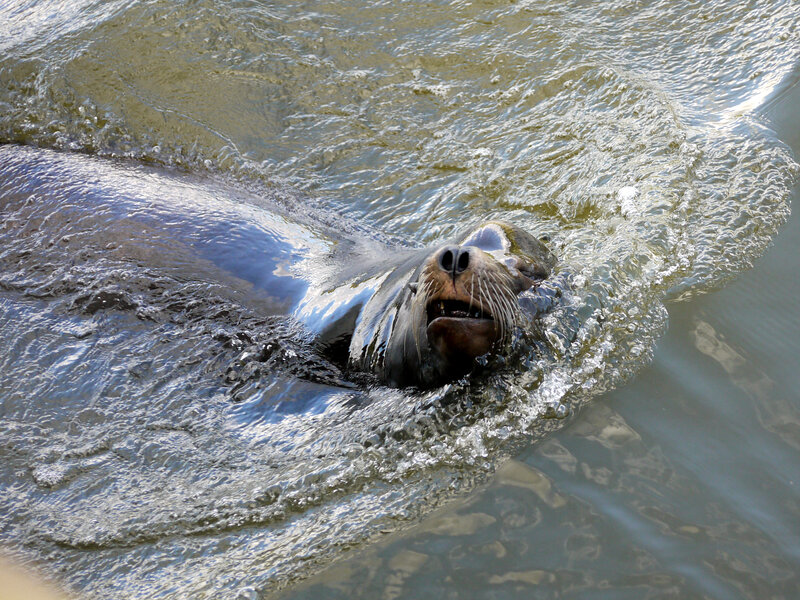 Sea Lion Swimming — Gray, Active