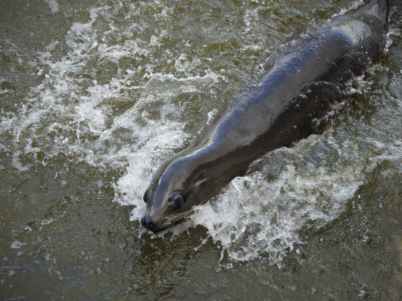 Sea Lion Swimming — Gray