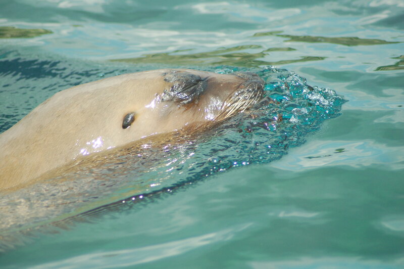 sea lion swimming in water