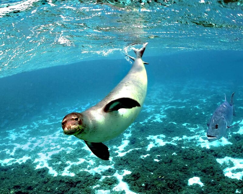 Sea Lion Swimming