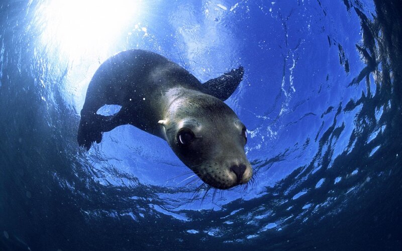 Sea lion swimming underwater