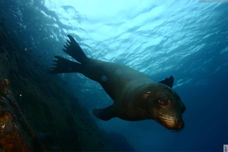 Sea lion swimming underwater