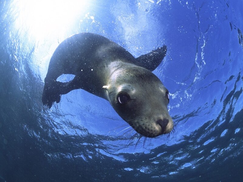 Sea lion swimming underwater