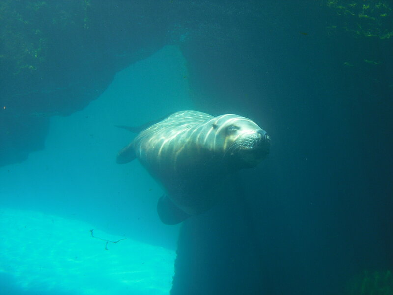 Sea Lion Swimming Underwater — Blue, Calm