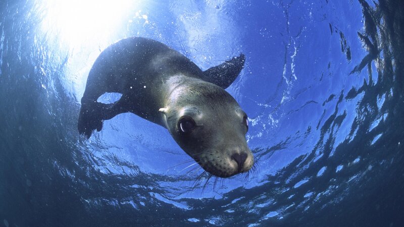 Sea Lion Swimming Underwater — Blue, Serene, Afternoon, Photograph